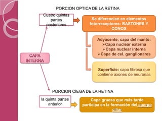 Cuatro quintas
partes
posteriores
la quinta partes
anterior
PORCION OPTICA DE LA RETINA
PORCION CIEGA DE LA RETINA
Se diferencian en elementos
fotorreceptores: BASTONES Y
CONOS
Capa gruesa que más tarde
participa en la formación del cuerpo
ciliar
Adyacente, capa del manto:
Capa nuclear externa
Capa nuclear interna
Capa de cel. ganglionares
Superficie: capa fibrosa que
contiene axones de neuronas
 