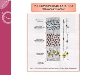 PORCION OPTICA DE LA RETINA
*Bastones y Conos*
 