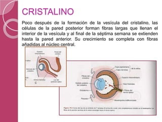 CRISTALINO
Poco después de la formación de la vesícula del cristalino, las
células de la pared posterior forman fibras largas que llenan el
interior de la vesícula y al final de la séptima semana se extienden
hasta la pared anterior. Su crecimiento se completa con fibras
añadidas al núcleo central.
 