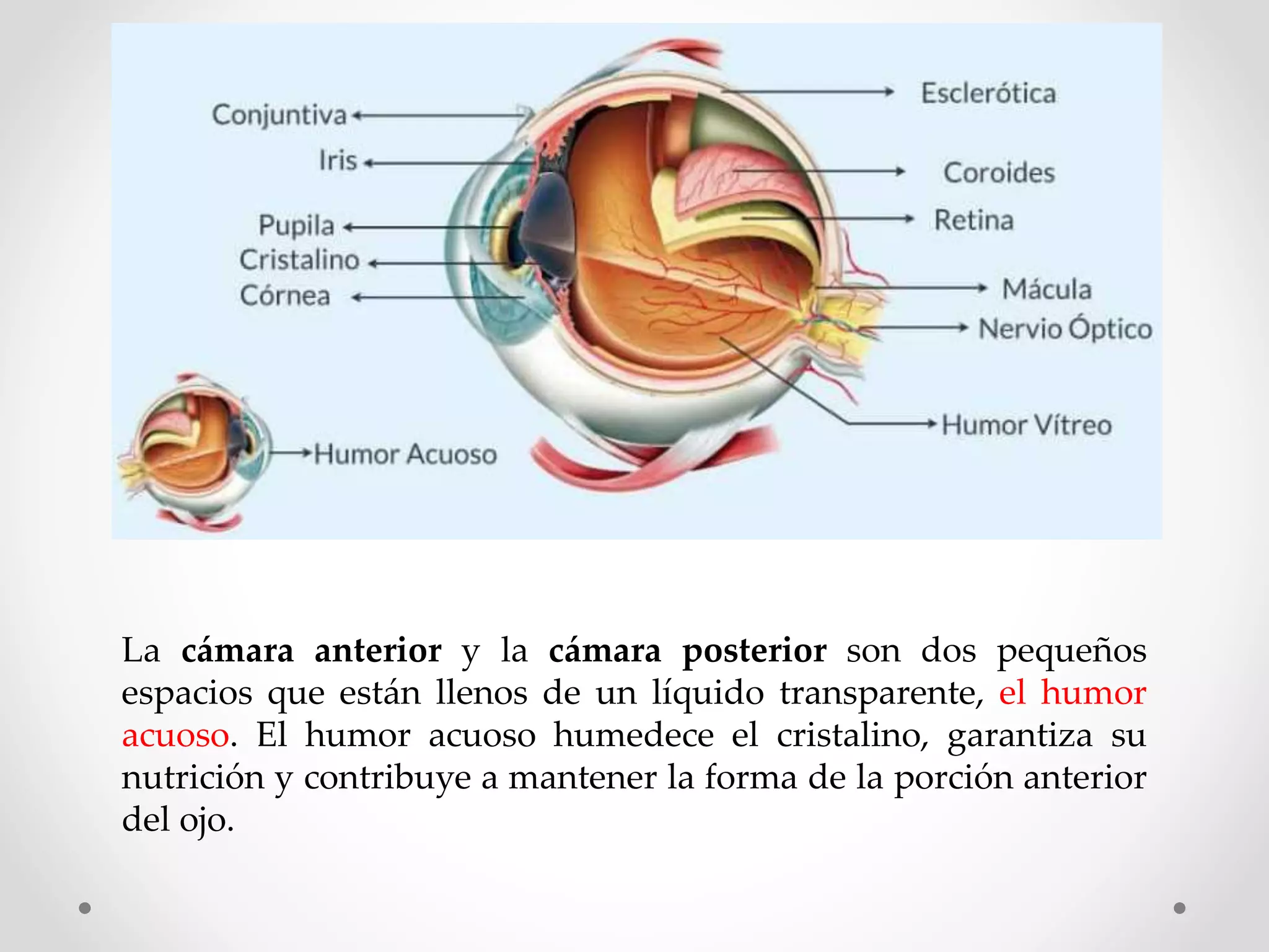 Anatomía Del Ojo Humano Ppt Diapositivas Sobre La Anatomía Del Ojo Y