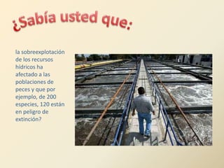 la sobreexplotación
de los recursos
hídricos ha
afectado a las
poblaciones de
peces y que por
ejemplo, de 200
especies, 120 están
en peligro de
extinción?
 