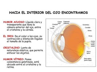 HACIA EELL IINNTTEERRIIOORR DDEELL OOJJOO EENNCCOONNTTRRAAMMOOSS 
HUMOR ACUOSO: Líquido claro y 
transparente que llena la 
cámara anterior del ojo, entre 
el cristalino y la córnea. 
EL IRIS: Da el color a los ojos, su 
contracción y dilatación regulan 
el tamaño de la pupila. 
CRISTALINO: Lente de 
naturaleza elástica, que permite 
enfocar los objetos. 
HUMOR VÍTREO: Posee 
consistencia gelatinosa, está 
ubicado entre el cristalino y la 
retina. 
 
