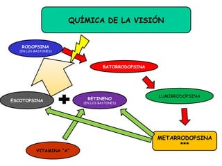 QUÍMICA DE LA VISIÓN 
RODOPSINA 
(EN LOS BASTONES) 
BATORRODOPSINA 
LUMIRRODOPSINA 
METARRODOPSINA 
*** 
ESCOTOPSINA RETINENO 
(EN LOS BASTONES) 
VITAMINA “A” 
 