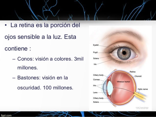 Ojo ii. función receptora y nerviosa de la retina