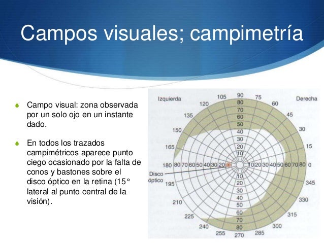 Resultado de imagen para trazado campimetrico