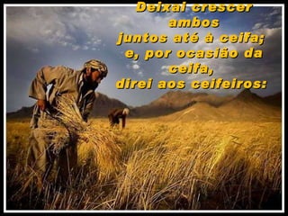 Deixai crescer ambos juntos até à ceifa;  e, por ocasião da ceifa,  direi aos ceifeiros:  