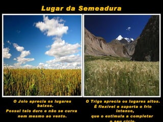 O Joio aprecia os lugares baixos. Possui talo duro e não se curva  nem mesmo ao vento. O Trigo aprecia os lugares altos. É flexível e suporta o frio intenso,  que o estimula a completar  o seu ciclo. Lugar da Semeadura 