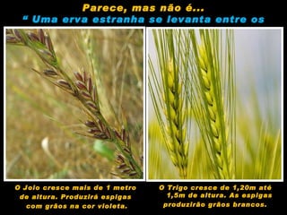O Joio cresce mais de 1 metro  de altura. Produzirá espigas  com grãos na cor violeta. O Trigo cresce de 1,20m até 1,5m de altura. As espigas  produzirão grãos brancos. Parece, mas não é... “  Uma erva estranha se levanta entre os servos ”... 