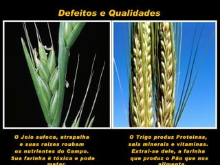 O Joio sufoca, atrapalha  e suas raízes roubam  os nutrientes do Campo.  Sua farinha é tóxica e pode matar. O Trigo produz Proteínas,  sais minerais e vitaminas.  Extrai-se dele, a farinha  que produz o Pão que nos alimenta.  Defeitos e Qualidades 