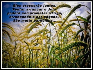 Eles crescerão juntos. Tentar arrancar o Joio  poderá comprometer oTrigo, arrancando-o por engano.  São muito parecidos... 