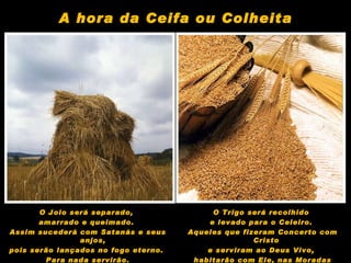 O Joio será separado,  amarrado e queimado.  Assim sucederá com Satanás e seus anjos,  pois serão lançados no fogo eterno.  Para nada servirão. O Trigo será recolhido  e levado para o Celeiro.  Aqueles que fizeram Concerto com Cristo  e serviram ao Deus Vivo,  habitarão com Ele, nas Moradas Eternas. A hora da Ceifa ou Colheita 
