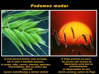 O Joio parece bonito, mas esconde  em si toda a maldade humana.  A inveja, ódio, rancor, ofensas, egoísmo, imoralidades. São as ações que sufocam  nossos semelhantes e matam muitas almas. O Trigo precisa ser puro.  As provas são formas de depuração, para que as contaminações  se desprendam de nós. Assim seremos salvos do Fogo Eterno. Podemos mudar 