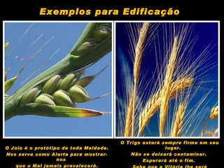 O Joio é o protótipo de toda Maldade. Nos serve como Alerta para mostrar-nos que o Mal jamais prevalecerá. O Trigo estará sempre firme em seu lugar.  Não se deixará contaminar.  Esperará até o fim.  Sabe que a Vitória lhe será assegurada. Exemplos para Edificação 