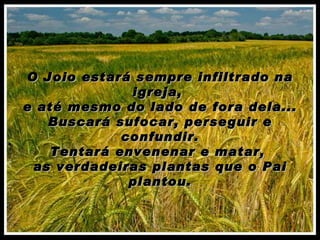 O Joio estará sempre infiltrado na igreja,  e até mesmo do lado de fora dela... Buscará sufocar, perseguir e confundir. Tentará envenenar e matar,  as verdadeiras plantas que o Pai plantou. 