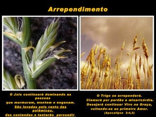 O Joio continuará dominando as pessoas  que murmuram, mentem e enganam. São levadas pelo vento das polêmicas,  das contendas e tentarão  persuadir  e deformar a Obra de Deus . O Trigo se arrependerá.  Clamará por perdão e misericórdia. Desejará continuar Vivo na Graça,  voltando-se ao primeiro Amor.  (Apocalipse  2:4,5)  Arrependimento 