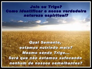 Joio ou Trigo? Como identificar a nossa verdadeira natureza espiritual? Qual Semente,  estamos nutrindo mais? Mesmo sendo Trigo... Será que não estamos sufocando  nenhum de nossos semelhantes? 