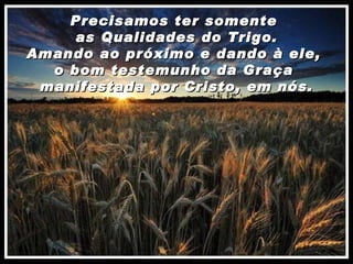 Precisamos ter somente  as Qualidades do Trigo. Amando ao próximo e dando à ele,  o bom testemunho da Graça  manifestada por Cristo, em nós. 