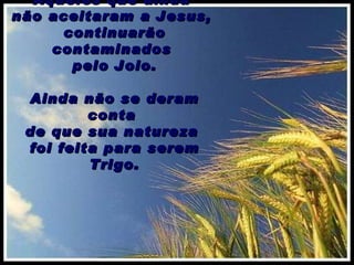 Aqueles que ainda  não aceitaram a Jesus,  continuarão contaminados  pelo Joio. Ainda não se deram conta  de que sua natureza  foi feita para serem Trigo. 