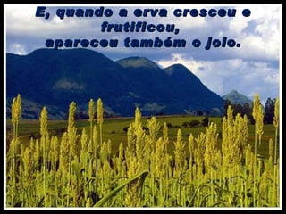 E, quando a erva cresceu e frutificou,  apareceu também o joio. 