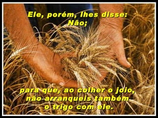 Ele, porém, lhes disse:  Não;  para que, ao colher o joio,  não arranqueis também  o trigo com ele. 