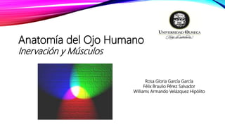 Anatomía del Ojo Humano
Inervación y Músculos
Rosa Gloria García García
Félix Braulio Pérez Salvador
Williams Armando Velázquez Hipólito
 