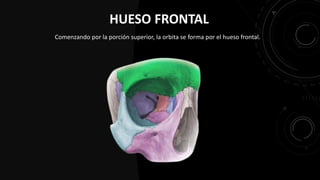Orbita Rrethor Ojo, Orbita, Región Orbitaria y Globo.pdf