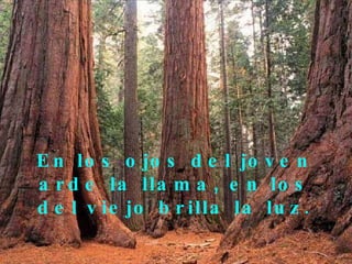 En los ojos del joven arde la llama, en los del viejo brilla la luz. 