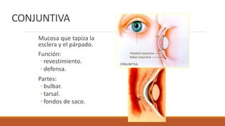 CONJUNTIVA
Mucosa que tapiza la
esclera y el párpado.
Función:
◦ revestimiento.
◦ defensa.
Partes:
◦ bulbar.
◦ tarsal.
◦ f...
