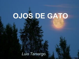OJOS DE GATO Luis Tamargo. 