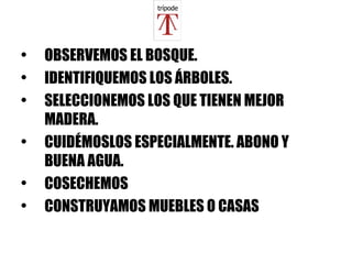 OBSERVEMOS EL BOSQUE. IDENTIFIQUEMOS LOS ÁRBOLES. SELECCIONEMOS LOS QUE TIENEN MEJOR MADERA. CUIDÉMOSLOS ESPECIALMENTE. ABONO Y BUENA AGUA. COSECHEMOS CONSTRUYAMOS MUEBLES O CASAS 