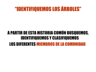“ IDENTIFIQUEMOS LOS ÁRBOLES” A PARTIR DE ESTA HISTORIA COMÚN BUSQUEMOS, IDENTIFIQUEMOS Y CLASIFIQUEMOS LOS DIFERENTES  MIEMBROS DE LA COMUNIDAD   