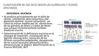 CLASIFICACIÓN DE OJO SECO SEGÚN LAS GLÁNDULAS Y TEJIDOS
AFECTADOS
• Se produce principalmente por el daño de
células caliciformes dela conjuntiva y del
glycocalix epitelial corneo-conjuntival, así
como en menor medida por las alteraciones
de las glándula de Manz y Criptas de Henle
que aunque minoritariamente también
producen mucina.
• Determinación de la deficiencia mucínica es la
citología de impresión, cristalización de la
lágrima «ferning test», retracción de los
fórnices conjuntivo-palpebrales, desaparición
de los surcos lacunares plicoconjuntival y
plicocaruncular al abducir, determinación de la
mucina MUC5AC, BUT
DEFICIENCIA MUCÍNICA
 