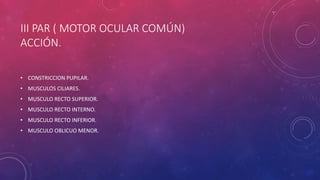 III PAR ( MOTOR OCULAR COMÚN)
ACCIÓN.
• CONSTRICCION PUPILAR.
• MUSCULOS CILIARES.
• MUSCULO RECTO SUPERIOR.
• MUSCULO RECTO INTERNO.
• MUSCULO RECTO INFERIOR.
• MUSCULO OBLICUO MENOR.
 