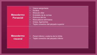 Mesodermo
Paraaxial
• Vasos sanguíneos
• Esclera
• Músculo ciliar
• Endotelio de la cornea
• Estroma del iris
• Músculatura extrínseca
• Grasa, ligamentos
• Tejido conectivo del párpado superior
Mesodermo
visceral
• Pared inferior y externa de la órbita
• Tejido conectivo del párpado inferior
 