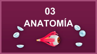ANATOMÍA
03
 