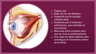  Órgano par
 Mide 25 mm de diámetro
 Sostenido por la cavidad
orbitaria ósea
 Sostenido por 6 músculos
extrínsecos, que controlan el
movimiento.
 Músculos extra-oculares para
que se mueva simétricamente
 Una capa de tejido adiposo para
amortiguar el movimiento dentro
de la órbita.
 