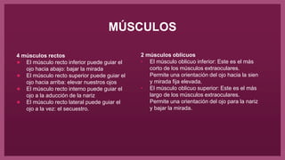 MÚSCULOS
4 músculos rectos
● El músculo recto inferior puede guiar el
ojo hacia abajo: bajar la mirada
● El músculo recto superior puede guiar el
ojo hacia arriba: elevar nuestros ojos
● El músculo recto interno puede guiar el
ojo a la aducción de la nariz
● El músculo recto lateral puede guiar el
ojo a la vez: el secuestro.
2 músculos oblicuos
• El músculo oblicuo inferior: Este es el más
corto de los músculos extraoculares.
Permite una orientación del ojo hacia la sien
y mirada fija elevada.
• El músculo oblicuo superior: Este es el más
largo de los músculos extraoculares.
Permite una orientación del ojo para la nariz
y bajar la mirada.
 