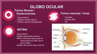 GLOBO OCULAR
Capa externa
Esclera: porción blanca
Córnea: porción transparente
Coroides
Cuerpo ciliar
Iris
Capa interna
Epitelio pigmentario externo
Retina nerviosa interna está en
continuidad con SNC por el
nervio óptico
Epitelio del cuerpo ciliar y del iris
Túnica fibrosa /
Esclerocórnea Túnica vascular / Uvea
RETINA
 
