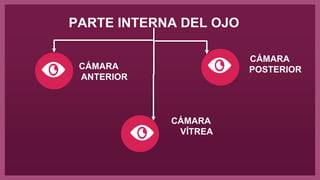 PARTE INTERNA DEL OJO
CÁMARA
ANTERIOR
CÁMARA
POSTERIOR
CÁMARA
VÍTREA
 