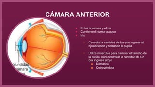CÁMARA ANTERIOR
● Entre la córnea y el iris
● Contiene el humor acuoso
● Iris
○ Controla la cantidad de luz que ingresa al
ojo abriendo y cerrando la pupila
○ Utiliza músculos para cambiar el tamaño de
la pupila, para controlar la cantidad de luz
que ingresa al ojo
■ Dilatando
■ Cotrayéndola
 