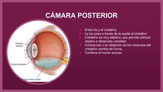 CÁMARA POSTERIOR
● Entre iris y el cristalino
● La luz pasa a través de la pupila al cristalino
● Cristalino es muy elástico, que permite enfocar
objetos a distancias variables
● Contracción o la relajación de los músculos del
cristalino cambia de forma.
● Contiene el humor acuoso
 
