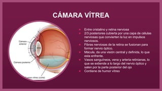 CÁMARA VÍTREA
● Entre cristalino y retina nerviosa
● 2/3 posteriores cubierta por una capa de células
nerviosas que convierten la luz en impulsos
nerviosos.
● Fibras nerviosas de la retina se fusionan para
formar nervio óptico.
● Mácula, da una visión central y definida, lo que
esta enfrente.
● Vasos sanguíneos, vena y arteria retinianas, lo
que se extiende a lo largo del nervio óptico y
salen por la parte posterior del ojo
● Contiene de humor vítreo
 