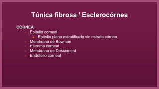 Túnica fibrosa / Esclerocórnea
CÓRNEA
○ Epitelio corneal
■ Epitelio plano estratificado sin estrato córneo
○ Membrana de Bowman
○ Estroma corneal
○ Membrana de Descement
○ Endotelio corneal
 