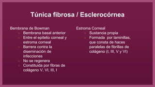 Túnica fibrosa / Esclerocórnea
Bembrana de Bowman
○ Bembrana basal anterior
○ Entre el epitelio corneal y
estroma corneal
○ Barrera contra la
diseminación de
infecciones
○ No se regenera
○ Constituida por fibras de
colágeno V, VI, III, I
Estroma Corneal
○ Sustancia propia
○ Formada por laminillas,
que consta de haces
paralelas de fibrillas de
colágeno (I, III, V y VI)
 