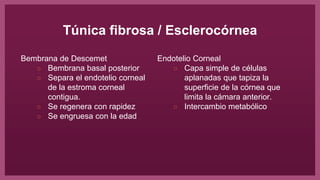 Túnica fibrosa / Esclerocórnea
Bembrana de Descemet
○ Bembrana basal posterior
○ Separa el endotelio corneal
de la estroma corneal
contigua.
○ Se regenera con rapidez
○ Se engruesa con la edad
Endotelio Corneal
○ Capa simple de células
aplanadas que tapiza la
superficie de la córnea que
limita la cámara anterior.
○ Intercambio metabólico
 