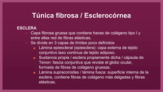 Túnica fibrosa / Esclerocórnea
ESCLERA
○ Capa fibrosa gruesa que contiene haces de colágeno tipo I y
entre ellas red de fibras elásticas.
○ Se divide en 3 capas de límites poco definidos
■ Lámina epiescleral (epiesclera): capa externa de tejido
conjuntivo laxo continua de tejido adiposo.
■ Sustancia propia / esclera propiamente dicha / cápsula de
Tenon: fascia conjuntiva que reviste el globo ocular,
formada de fibras de colágeno gruesas.
■ Lámina supracoroides / lámina fusca: superficie interna de la
esclera, contiene fibras de colágeno más delgadas y fibras
elásticas.
 