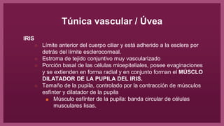 Túnica vascular / Úvea
IRIS
○ Límite anterior del cuerpo ciliar y está adherido a la esclera por
detrás del límite esclerocorneal.
○ Estroma de tejido conjuntivo muy vascularizado
○ Porción basal de las células mioepiteliales, posee evaginaciones
y se extienden en forma radial y en conjunto forman el MÚSCLO
DILATADOR DE LA PUPILA DEL IRIS.
○ Tamaño de la pupila, controlado por la contracción de músculos
esfínter y dilatador de la pupila
■ Músculo esfínter de la pupila: banda circular de células
musculares lisas.
 