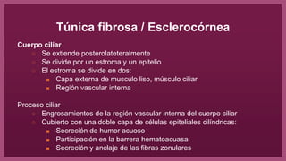 Túnica fibrosa / Esclerocórnea
Cuerpo ciliar
○ Se extiende posterolateteralmente
○ Se divide por un estroma y un epitelio
○ El estroma se divide en dos:
■ Capa externa de musculo liso, músculo ciliar
■ Región vascular interna
Proceso ciliar
○ Engrosamientos de la región vascular interna del cuerpo ciliar
○ Cubierto con una doble capa de células epiteliales cilíndricas:
■ Secreción de humor acuoso
■ Participación en la barrera hematoacuasa
■ Secreción y anclaje de las fibras zonulares
 