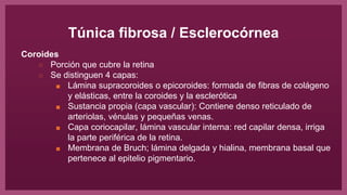 Túnica fibrosa / Esclerocórnea
Coroides
○ Porción que cubre la retina
○ Se distinguen 4 capas:
■ Lámina supracoroides o epicoroides: formada de fibras de colágeno
y elásticas, entre la coroides y la esclerótica
■ Sustancia propia (capa vascular): Contiene denso reticulado de
arteriolas, vénulas y pequeñas venas.
■ Capa coriocapilar, lámina vascular interna: red capilar densa, irriga
la parte periférica de la retina.
■ Membrana de Bruch; lámina delgada y hialina, membrana basal que
pertenece al epitelio pigmentario.
 