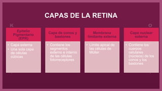 CAPAS DE LA RETINA
Epitelio
Pigmentario
(EPR)
• Capa externa
• Una sola capa
de células
cúbicas
Capa de conos y
bastones
• Contiene los
segmentos
externo e interno
de las células
fotorreceptores
Membrana
limitante externa
• Límite apical de
las células de
Müller
Capa nuclear
externa
• Contiene los
cuerpos
celulares
(núcleos) de los
conos y los
bastones
 